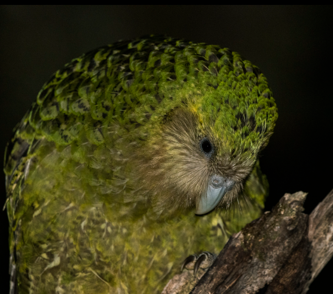 Kakapo