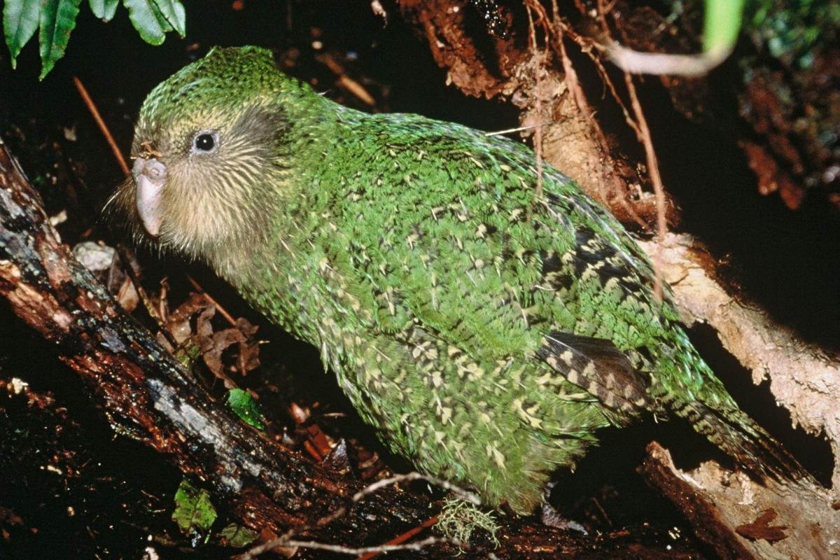 Kakapo en su hábitat