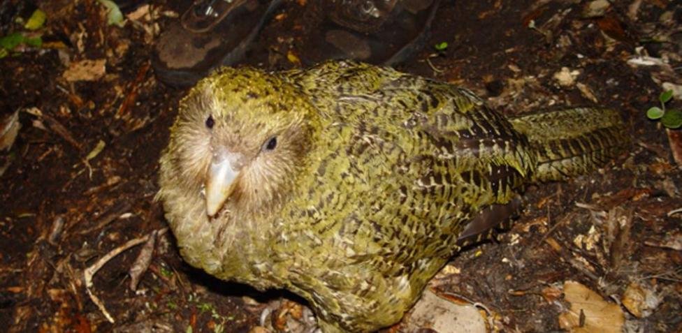 Kakapo
